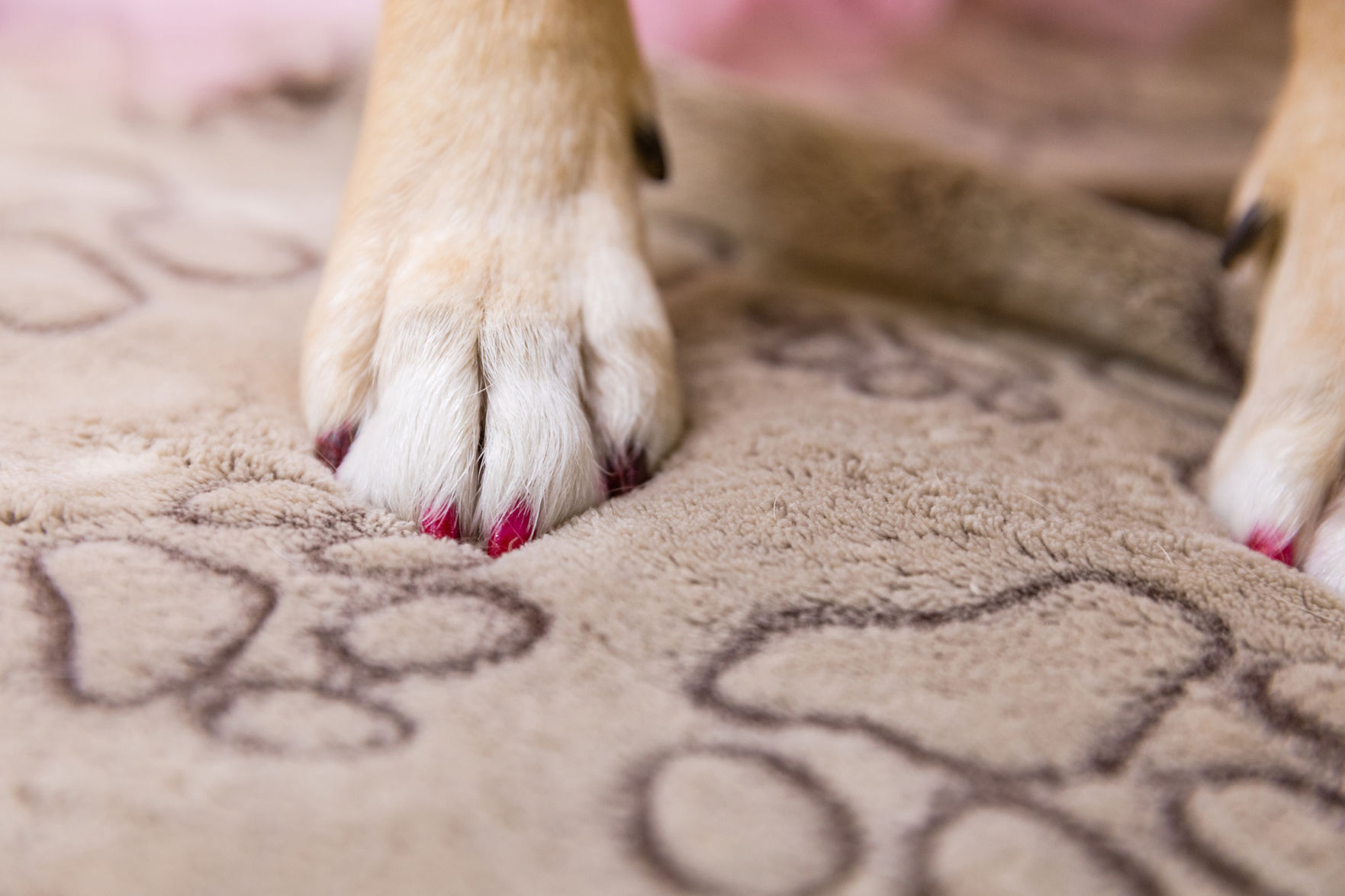 The Pet Beauty Shop